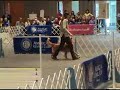 2007 AKC National Obedience Invitational Winner Part 1 Open
