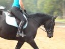 Remmington - Trot