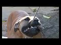 Amstaff - Diesel with the Flirtpole and Springpole