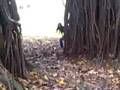 videos de Macacos assassinos