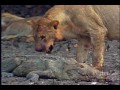 National Geographic Wild Chronicles : Predator Crocs