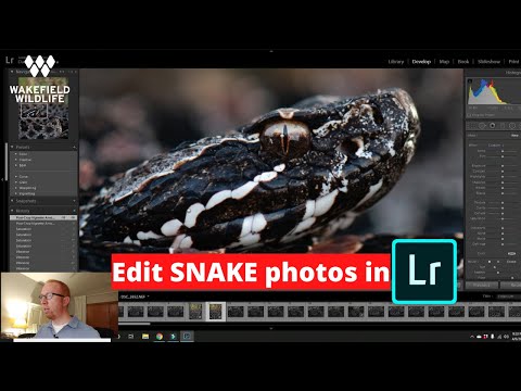 YouTube reptile video