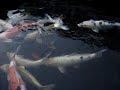 koi