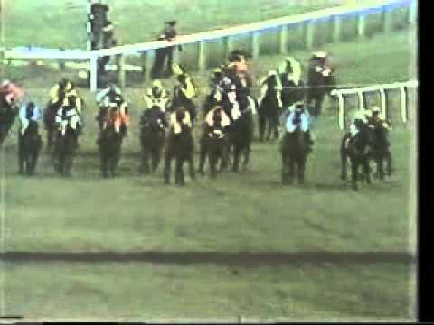 cheltenham race