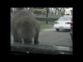 Monkey see monkey do monkey