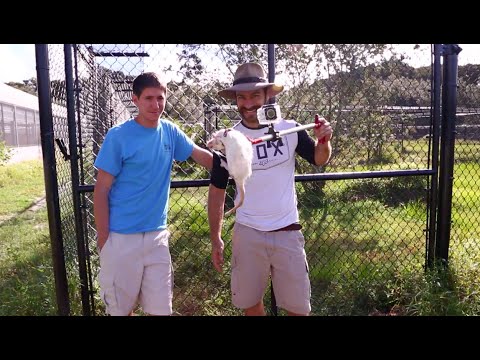 YouTube reptile video