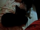 keko y pluton 1� parte