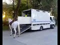 AGENTES DE LA P.MUNICIPAL METIENDO LOS CABALLOS EN EL CAMION DE POLICIA. 21 OCTUBRE 2007