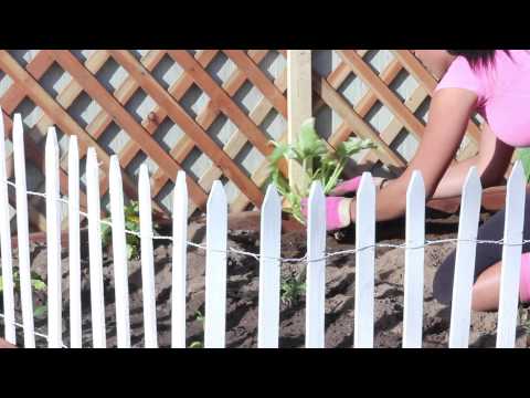 how to fertilize squash