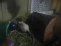 videos de my gerbils 2