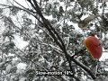 Click here to watch this video 野鳥の縄張り争い＠給餌場 Touch  Go, Almost Got Thrashed