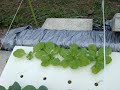 温室の外で行う常識破りの養液栽培。 養液栽培（水耕栽培）は土埃などが入っただけで病気になってしまうので、温室内の清潔な環境ですかできない栽培方法として知られていました。 しかし、有機養液栽培では養液に土埃が入っても平気で、病原菌を接種しても根の病気が発生しません（葉茎の病気は普通）。 そのことを利用して、外で栽培してみました。 問題ありません。 水路を一筆書きに造って、お風呂ポンプ（お風呂の水を洗濯機に送る水流ポンプ）で端から端に水を送り、結果的に一筆書きに水が流れるようにしています。 完全閉鎖型の循環式養液栽培なので、水も肥料もムダがありません。 土耕栽培では6割ほどの水や肥料が地下に流れてしまい、効率が悪いのですが、この栽培では水も肥料も無駄なく利用できるので、水と肥料を節約することが可能です。 水不足の地域や、塩害で栽培できなくなった地域で栽培を再開することができる技術になると思います。 ＃水路は木材を並べただけです。角材を並べて上からビニールシートを被せるだけで、養液栽培装置のできあがり。 とっても安上がり。 いずれは、水田を水田のまま、野菜が栽培できるかも。