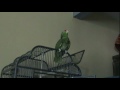 Max, the singing & whistling parrot