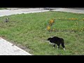 [動物]巌流島の決闘に匹敵する緊迫感を見せる『イヌ vs ネコ』の死闘。のサムネイル