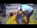 Extreme animal cruelty in Australia *WARNING EXTREMELY GRAPHIC IMAGES OF ANIMAL CRUELTY*