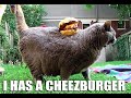 [Lolcat] Cheezburger In Paradise!