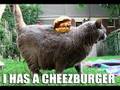 [Lolcat] Cheezburger In Paradise!
