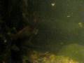 videos de Ornitorrinco