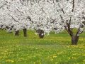 Dance of Spring - Shahrdad Rohani