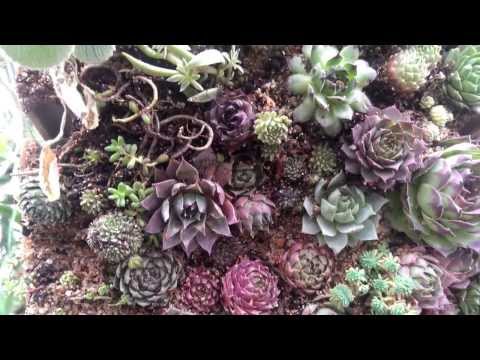 how to care for hens n chicks