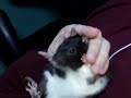 More cute rat movies