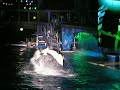 Orca gets airborne