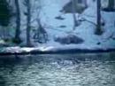 Cackling Goose CACG