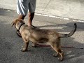 Dog Training
