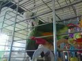 bonte boertje spelen met touw