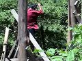 More cutting logs in Omkoi