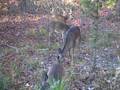 videos de PAWS Inc Released 6 in the woods