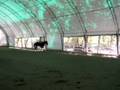 videos de Rhythm Galore - 17hh TB Mare for Sale