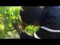2008 Rustenberg Harvest (Ep. 1)