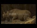 endangered-animals.html