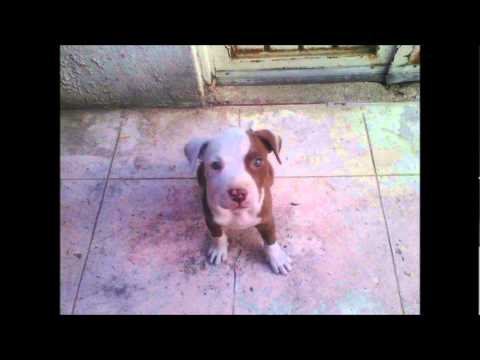 perro pitbull