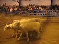 Sheep Sheep