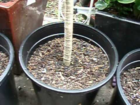 how to grow umbrella plant from cuttings