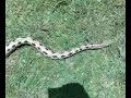 Richard's rat snake