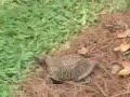 Interspecies Unrequited Love