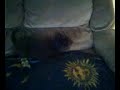 dog drying herself