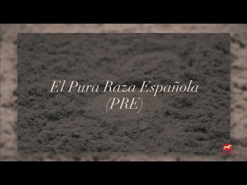 Nuevo vídeo del caballo de Pura Raza Española