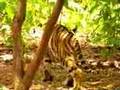 Le tigre et le singe