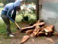 Woodchop champions