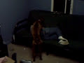 Dog Humps Drunk Girl