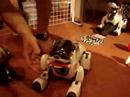 Dogs at robot museum
