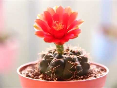 how to care for gymnocalycium mihanovichii