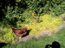 We got chickens
