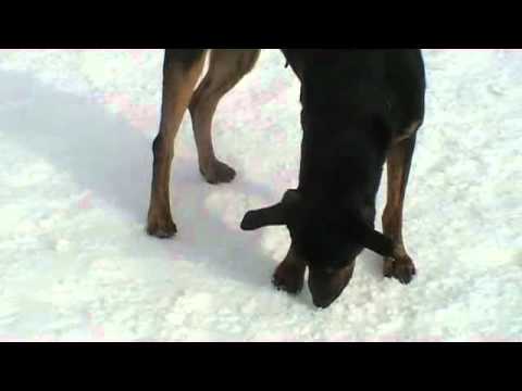 Meet Maggie 2 a Doberman Pinscher currently available for adoption at Petango.com! 2/21/2011 6:41:31
