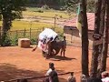 Elephant skittles