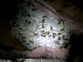 killing a big wasp nest